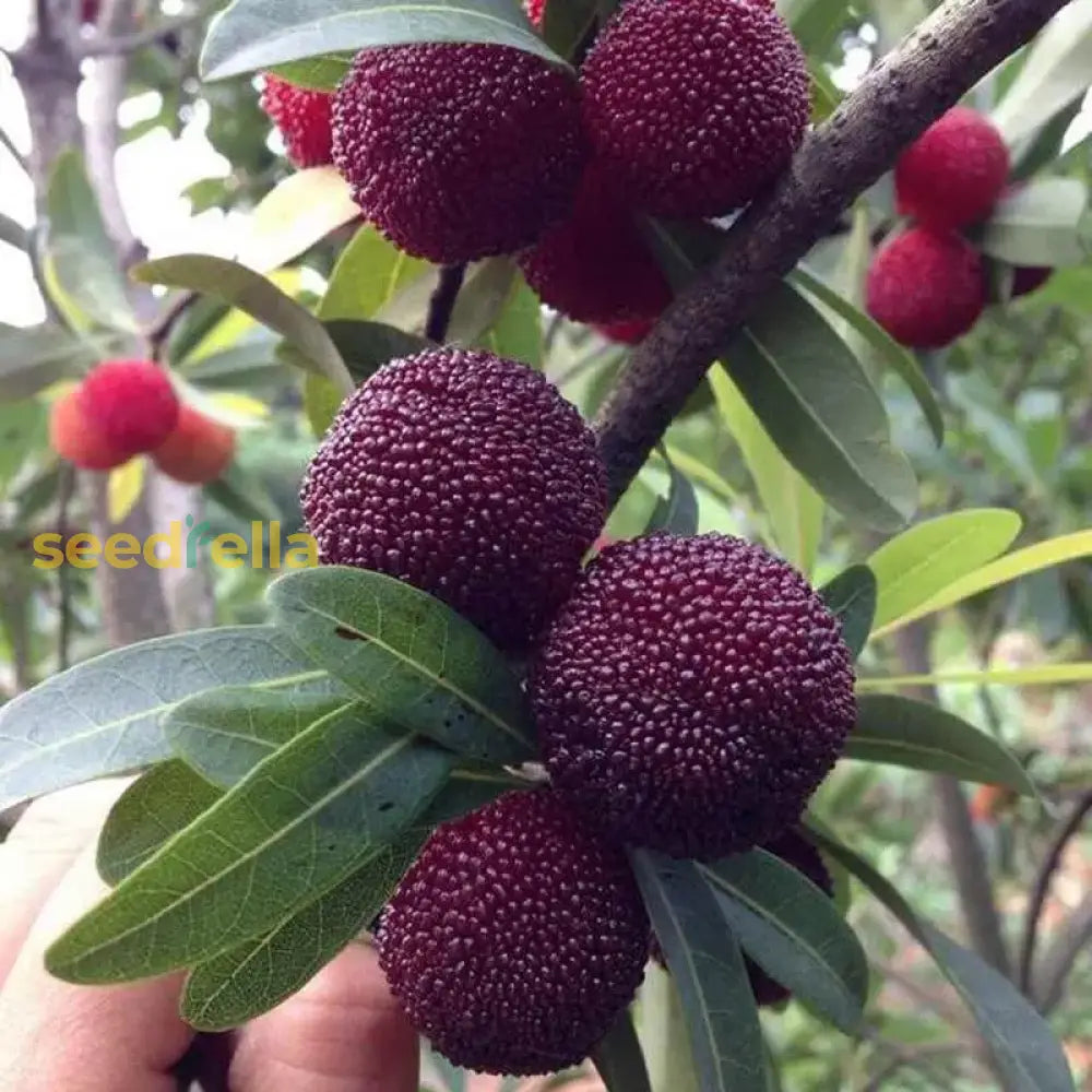 Black Myrica Rubra Seeds For Planting | Premium Fruit