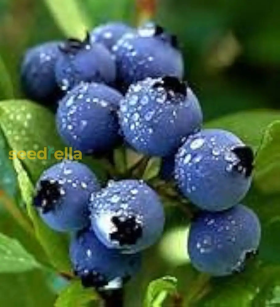 Black Myrtillus Fruit Planting Seeds Pack