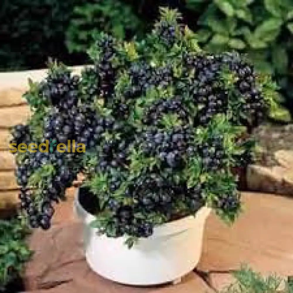 Black Myrtillus Seeds for Planting Blueberry Plants