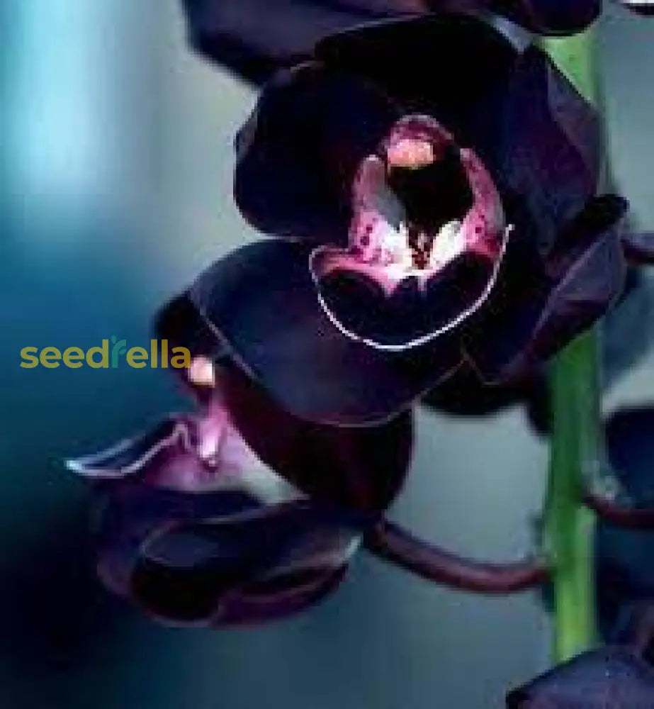 Black Orchid Flower Seeds For Easy Planting