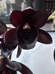 Black Orchid flowers growing in shaded garden areas