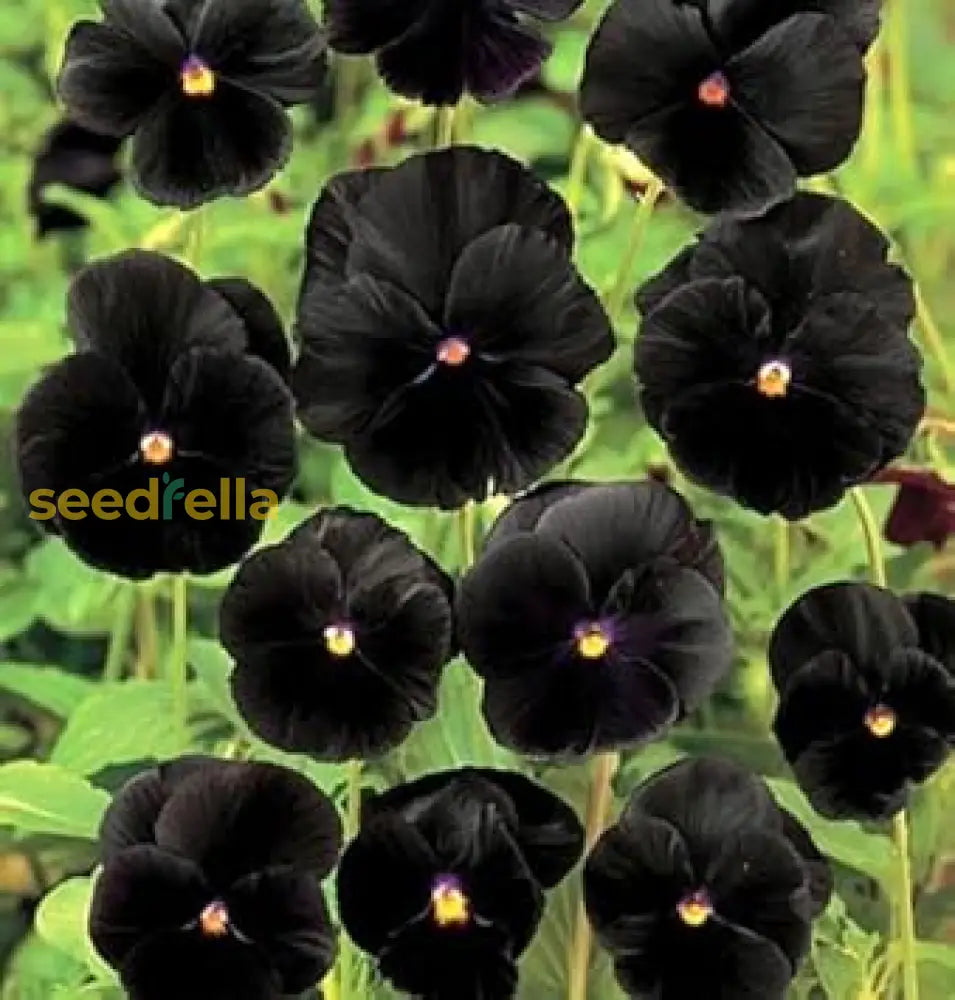 Black Pansy Flower Seeds Collection For Easy Planting