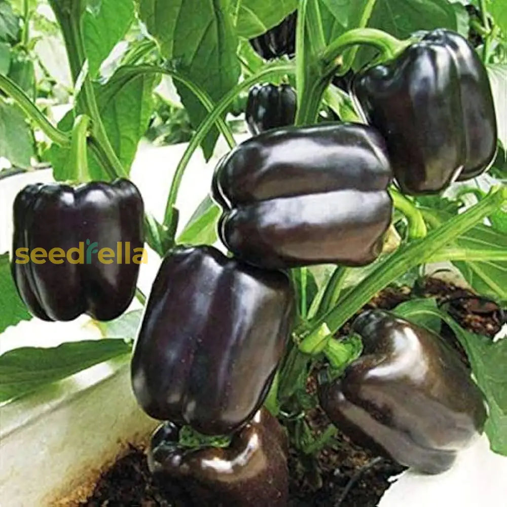 Black Pepper Vegetable Seeds Planting Spicy