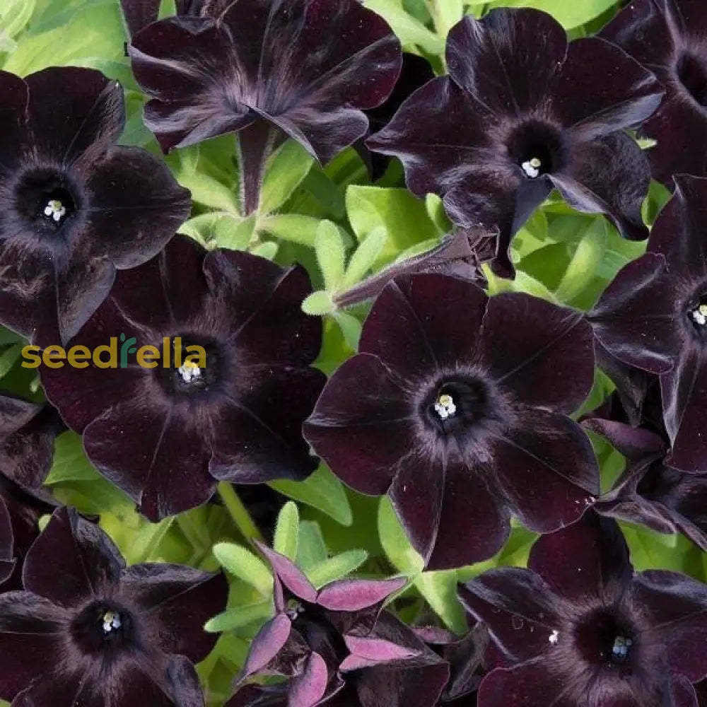 Black Petunia Flower Seeds For Planting - Embrace The Bold Beauty Of Dark Petunias In Your Garden