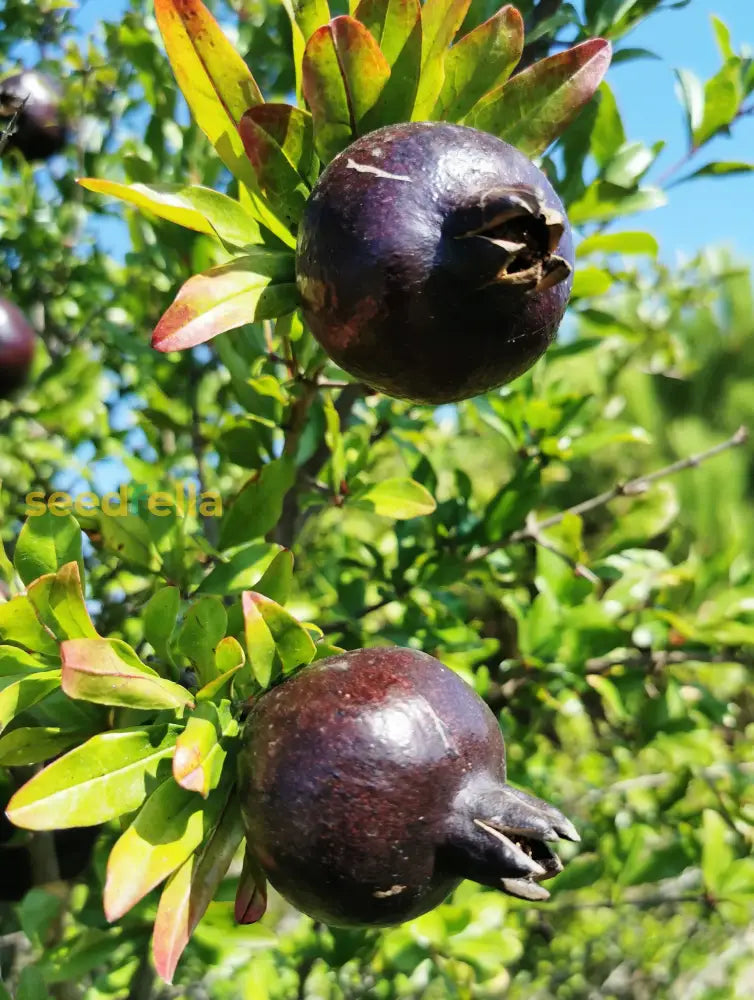 Black Pomegranate Seeds For Planting