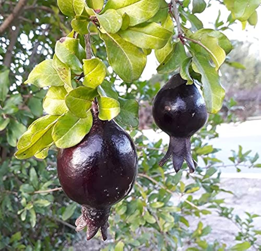 Black Pomegranate seeds for planting dark-skinned pomegranates