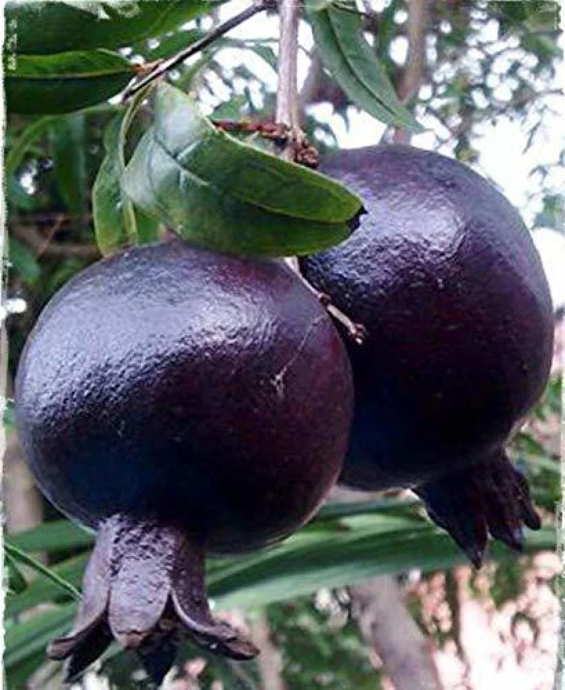 Black Pomegranate tree growth from non-GMO seeds