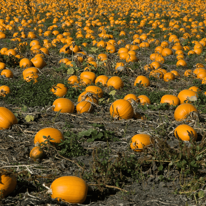 Black Pumpkin plant flowers in bloom