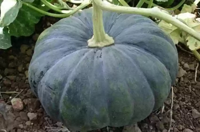 Black pumpkin vines developing from premium seeds