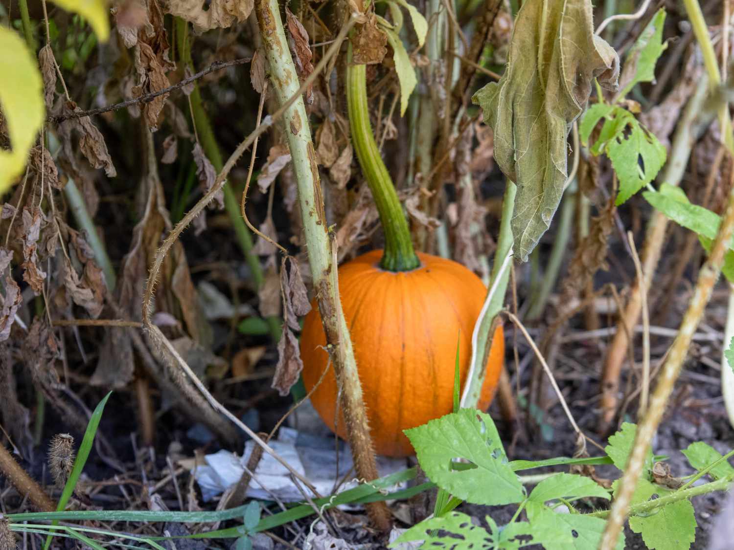 Freshly harvested Black Pumpkins from garden
