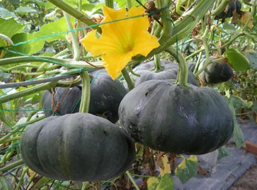 Vigorous black pumpkin plants grown from non-GMO seeds