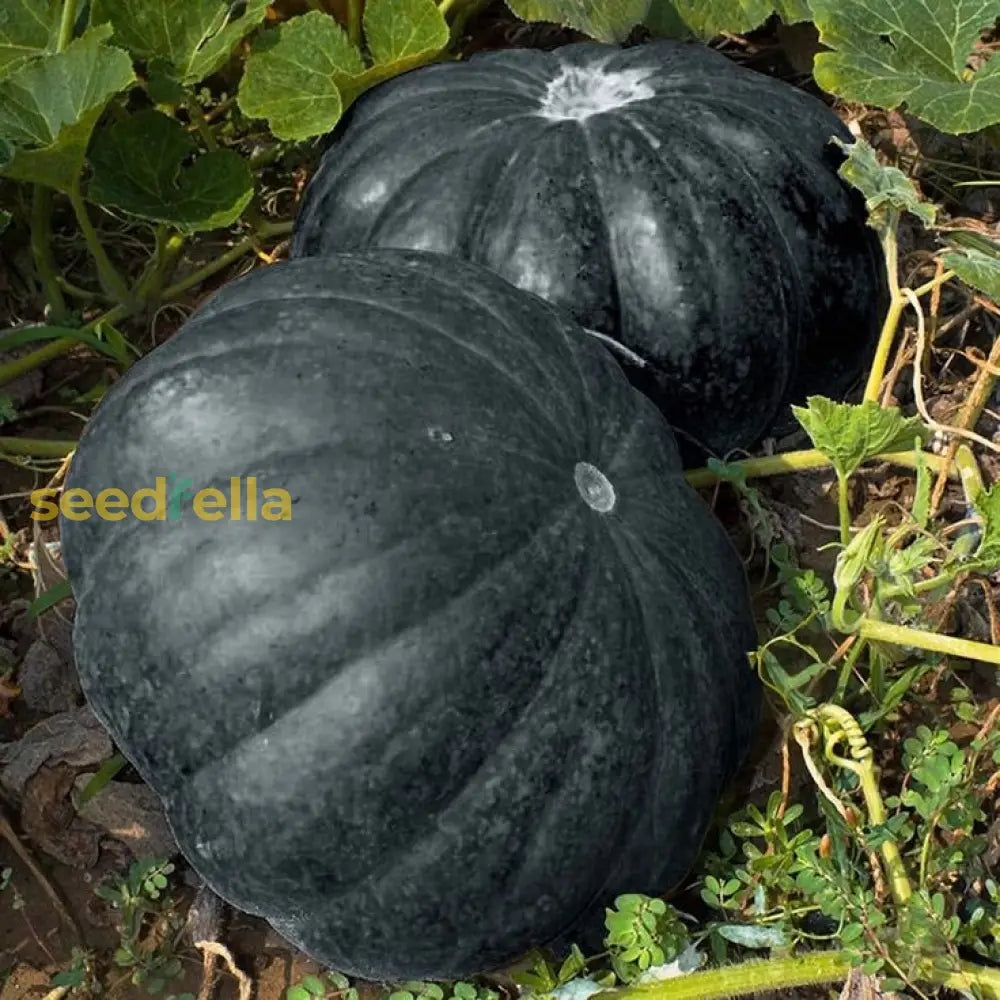 Black Pumpkin Seeds For Planting