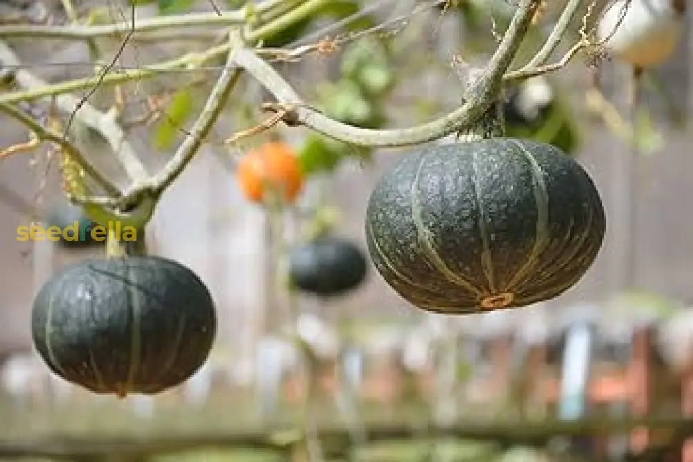 Black Pumpkin Seeds For Planting: Grow Your Own Vegetable Harvest Seeds