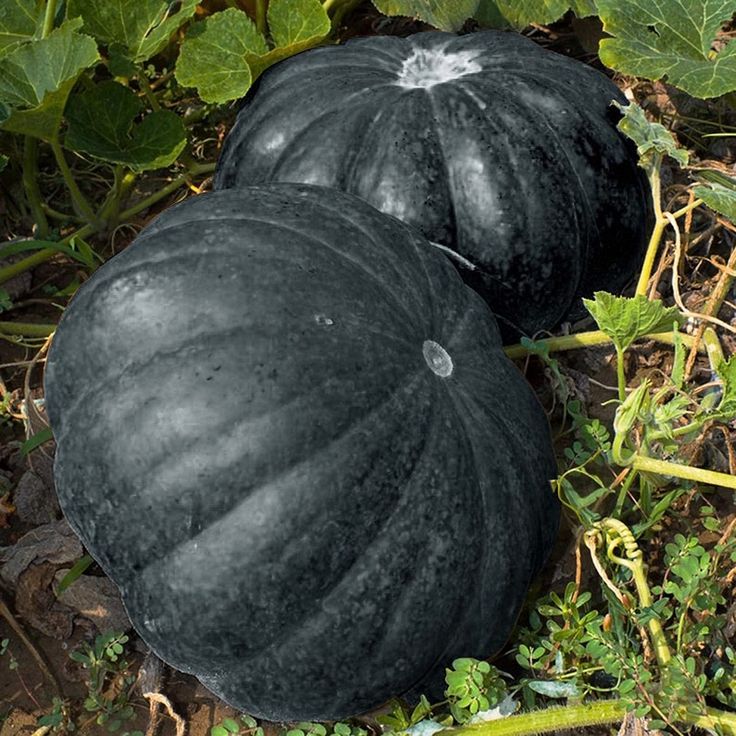 Black pumpkin seeds for home garden planting