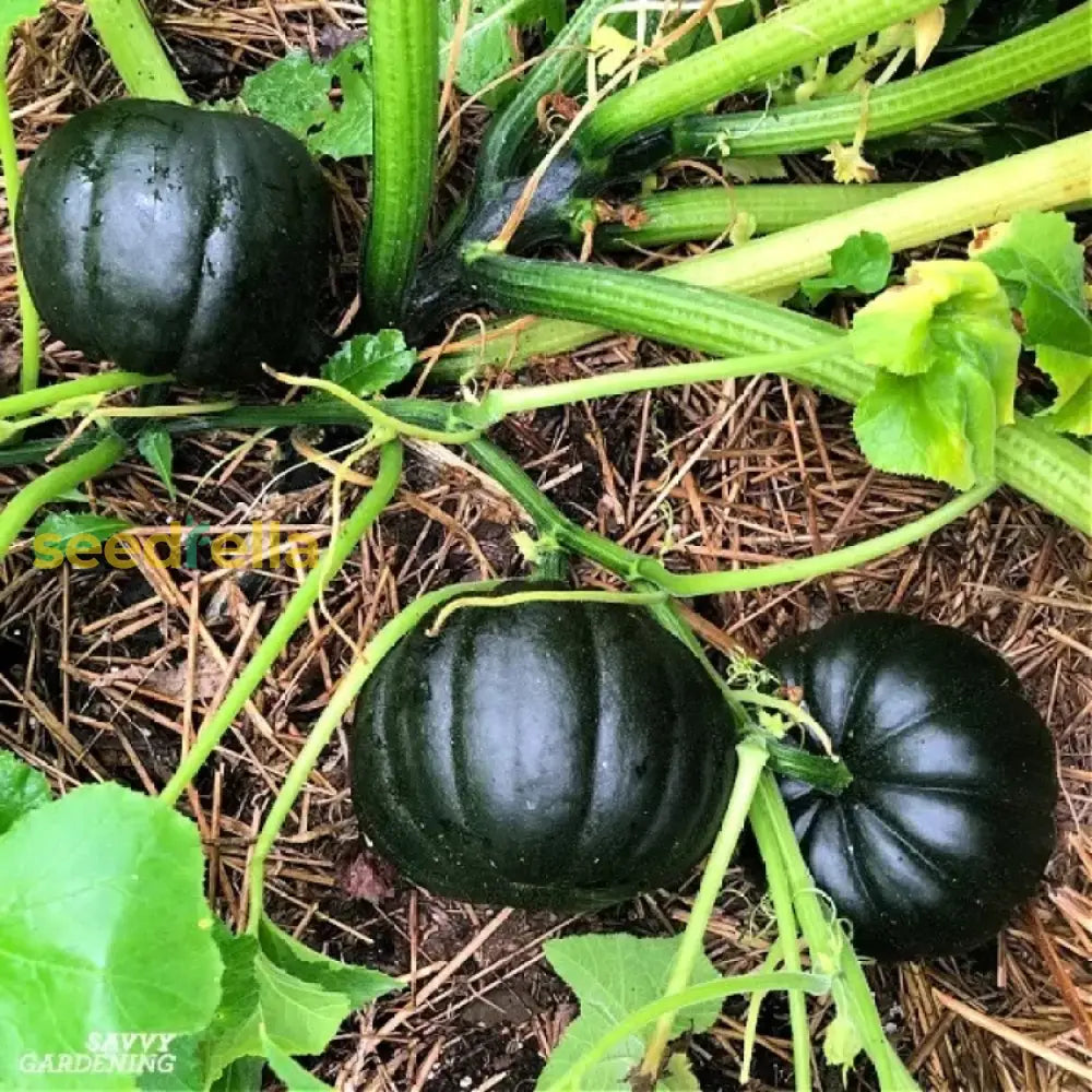 Black Pumpkin seeds for planting Non-GMO variety