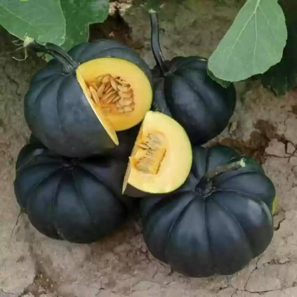 Black pumpkin seeds for planting in garden
