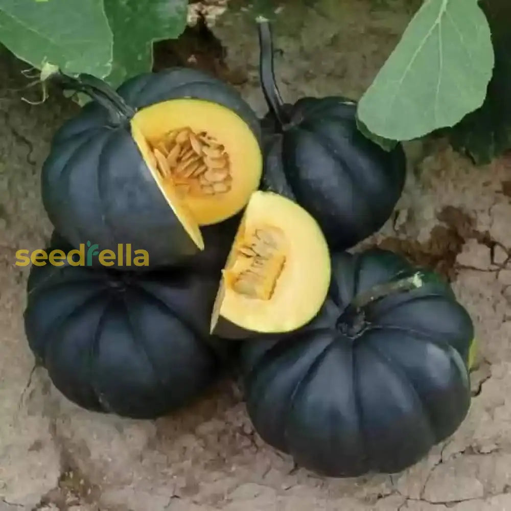 Black Pumpkin seeds for planting non GMO