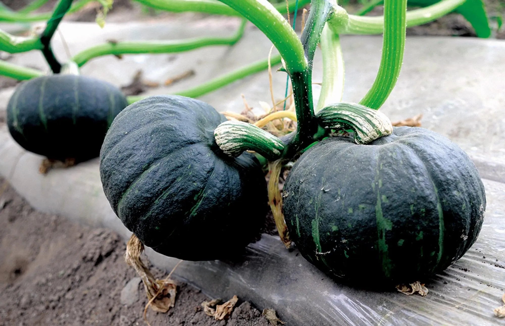 Non-GMO black pumpkin seeds for planting