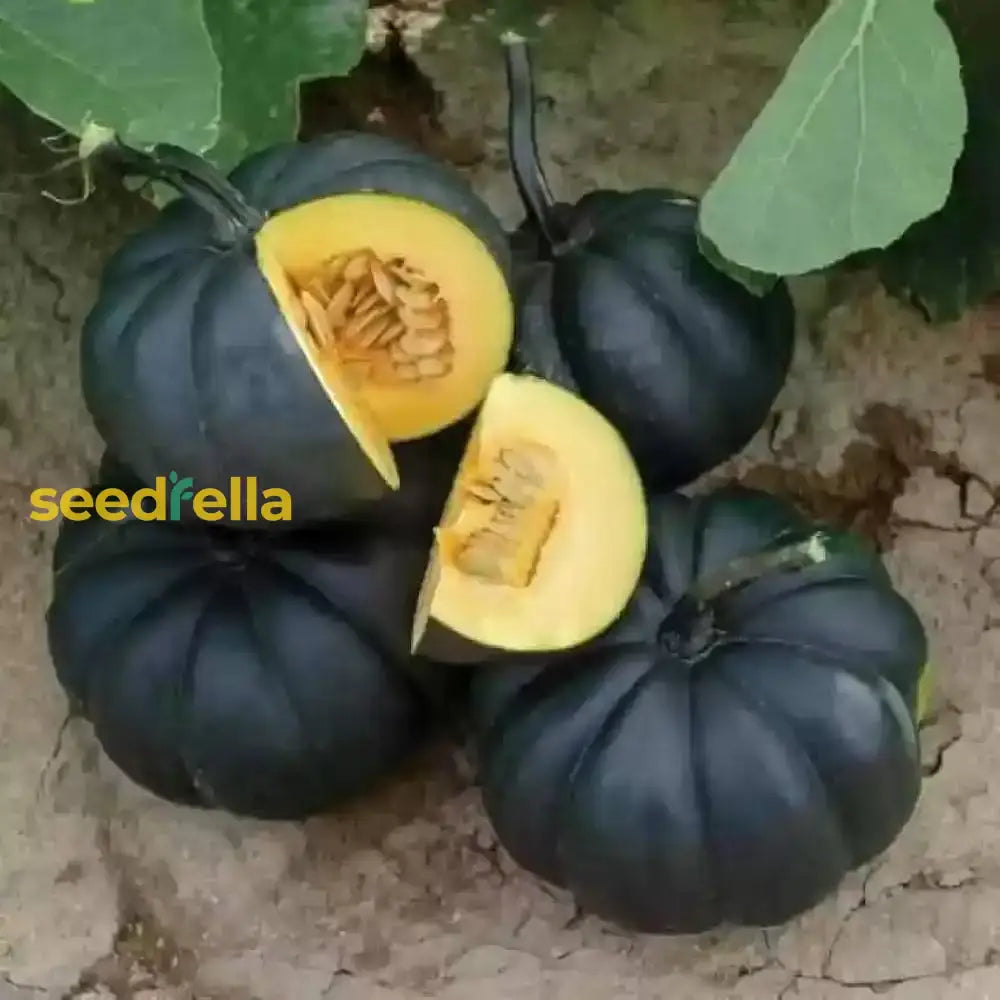 Black Pumpkin Vegetable Seeds For Planting Seeds