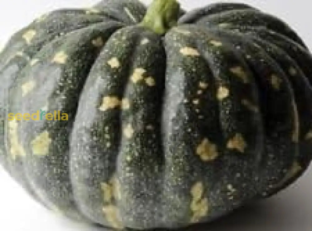 Black Pumpkin Vegetable Seeds | Planting Guide For Healthy Growth Seeds