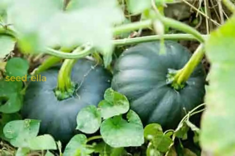 Black Pumpkin Vegetable Seeds | Planting Guide For Healthy Growth Seeds