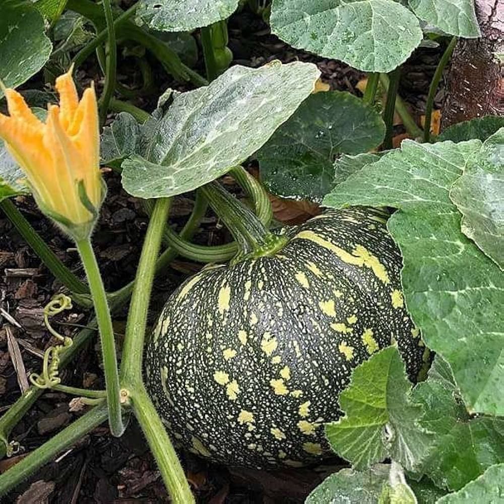 Black Pumpkin seeds for healthy vegetable garden
