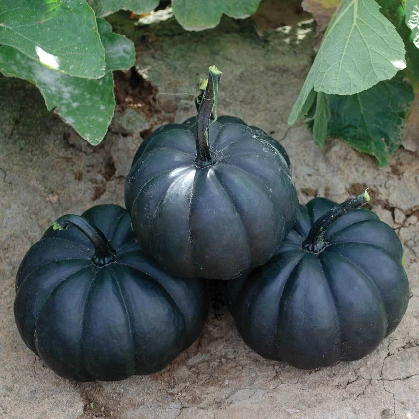 Black pumpkin plants with vigorous spreading vines