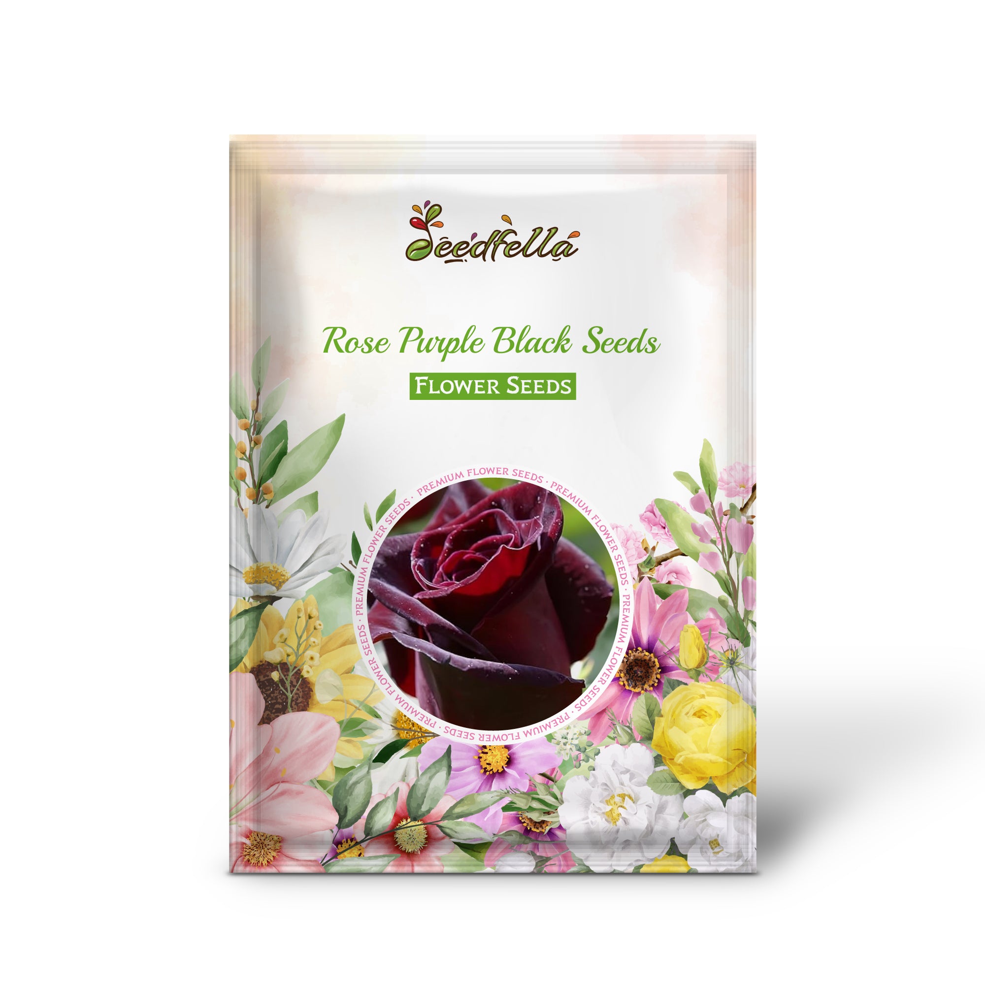 Deep purple-black roses in full bloom