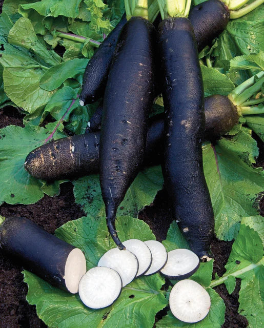 Black Radish seeds for planting in backyard garden, non GMO variety