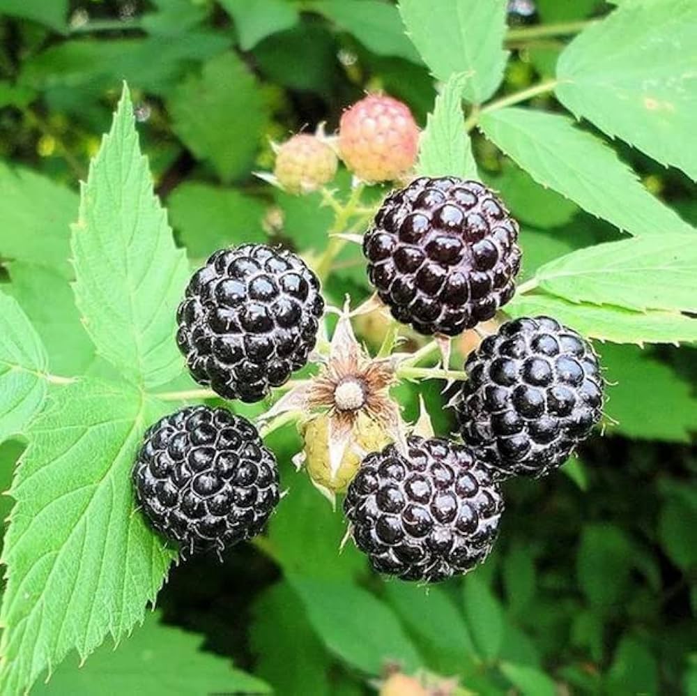 Black raspberry seeds showing white spring flowers on green leaves