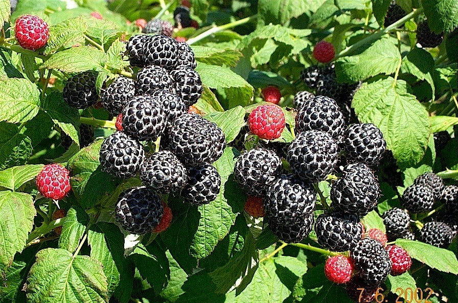 Black raspberry seeds producing clusters of dark purple-black berries