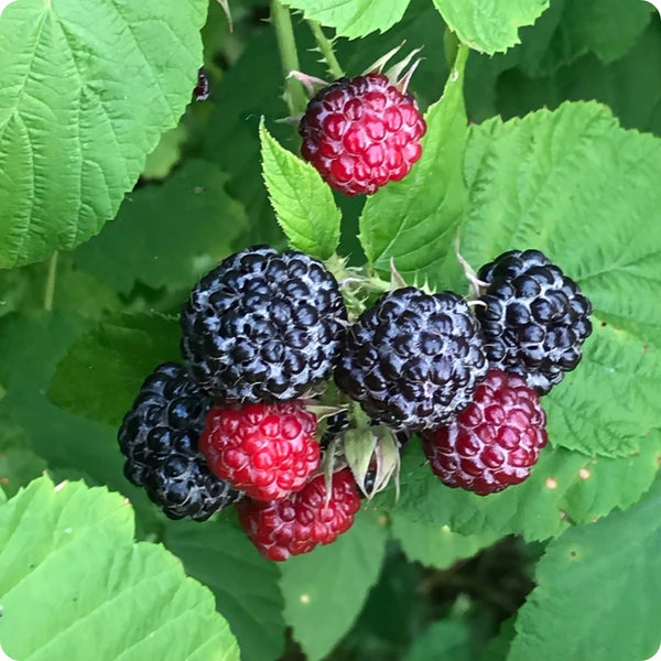 Black raspberry seeds Rubus occidentalis hardy fruiting shrub