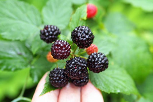 Black Raspberry (Rubus leucodermis) fruit bush seeds for planting