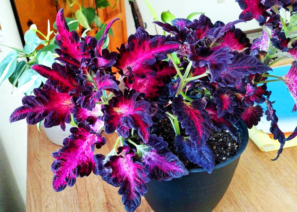 Black Red Dragon Coleus Seeds for Planting