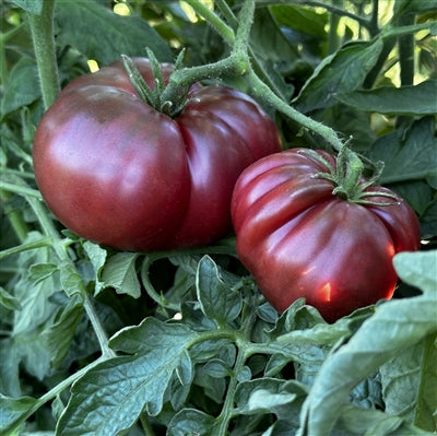 Black Red Tomato plant growing outdoors