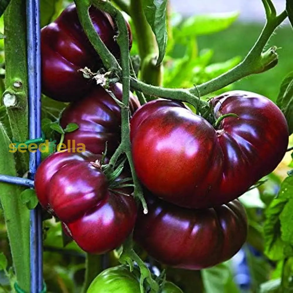Black Red Tomato seeds for planting non GMO