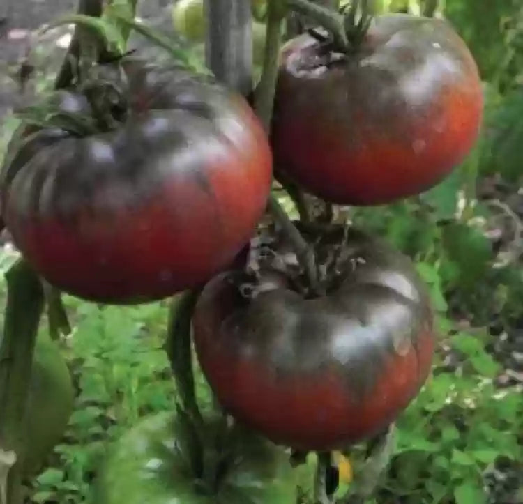 Black Red Tomato vines grown from seeds