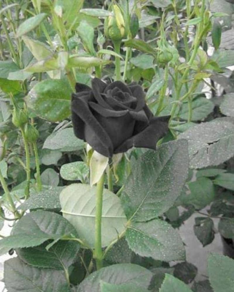 Black Rose plants enhancing garden borders