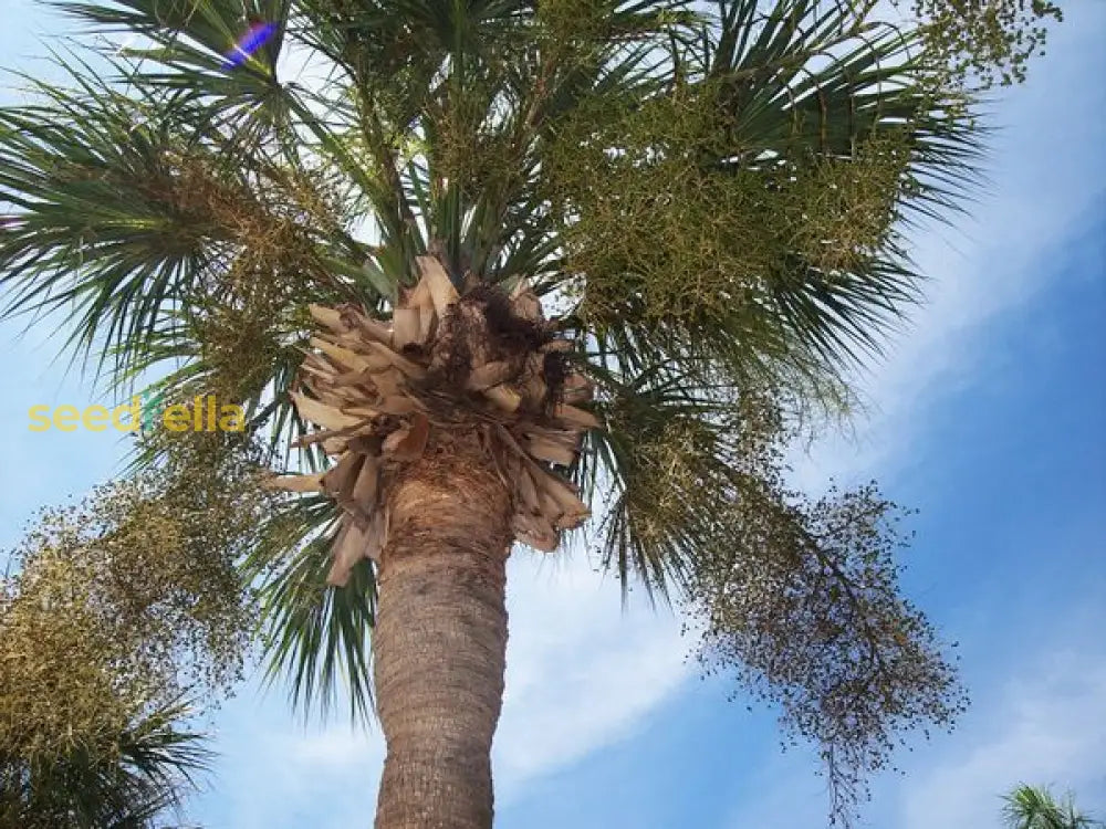 Black Sabal Palm Tree Seeds For Planting Plant Seeds