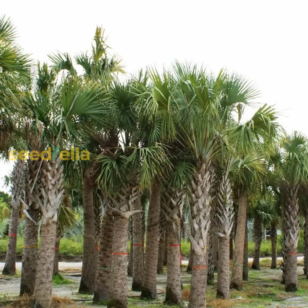 Black Sabal Palm Tree Seeds For Planting Plant Seeds