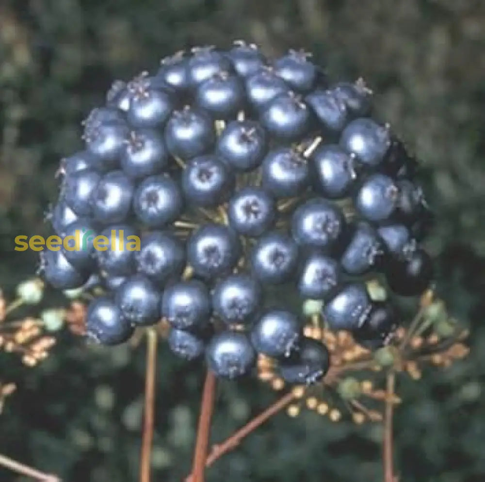 Black Sarsaparilla Fruit Seeds For Planting | Hardy Herbal