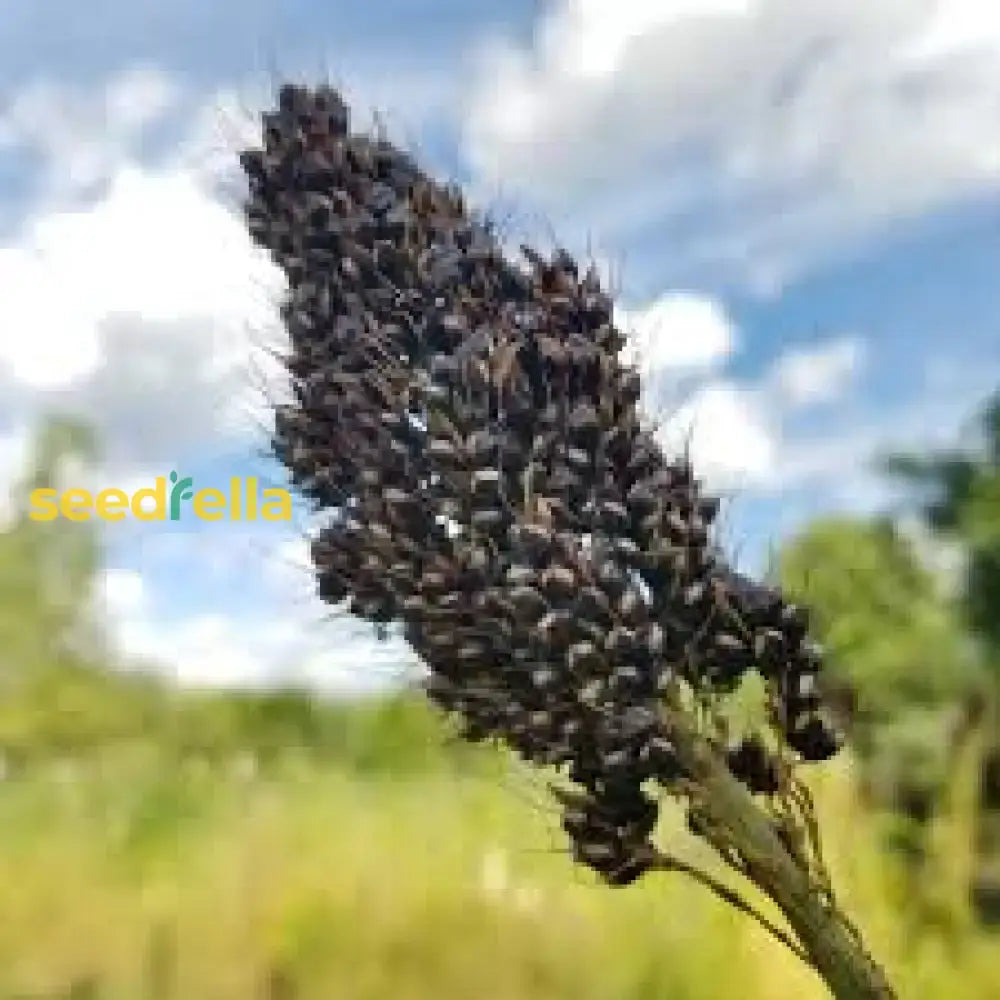 Black Sorghum Seeds For Planting Vegetable Seeds