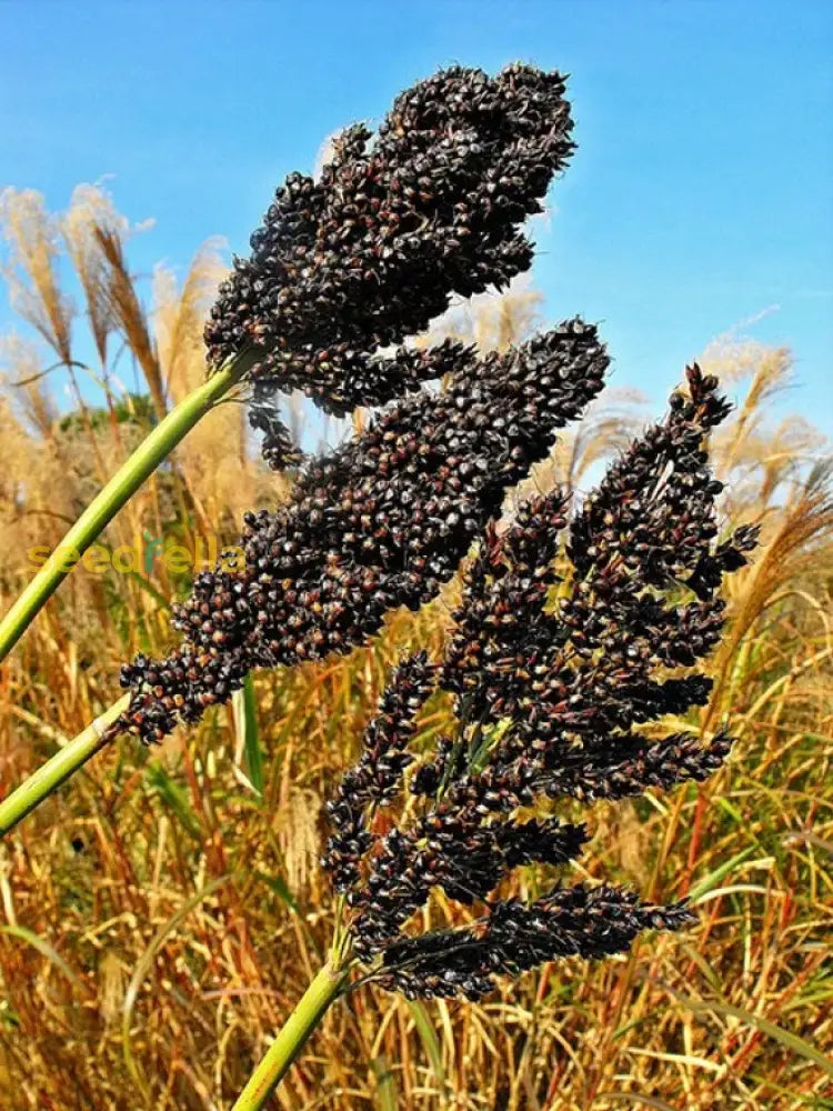 Black sorghum seeds for planting in home gardens
