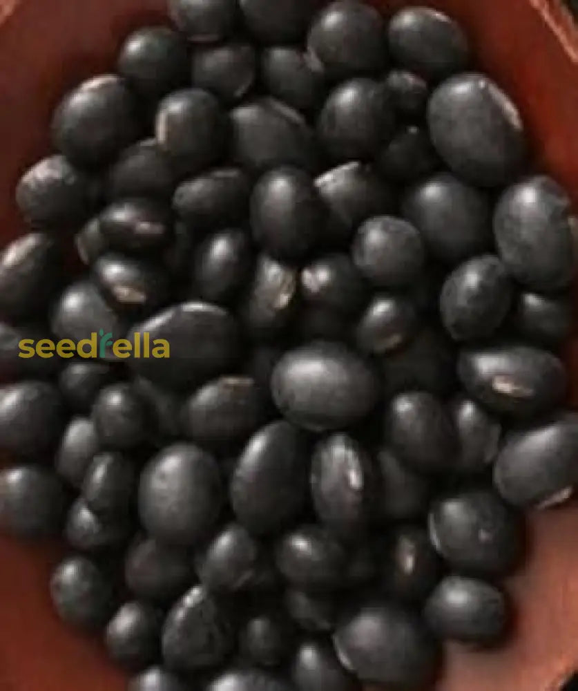 Black Soybean Planting Seeds  Organic Vegetable Seeds