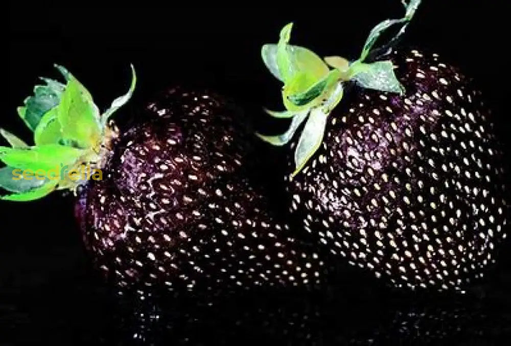 Black Strawberry Fruit Seeds For Planting - Easy To Grow