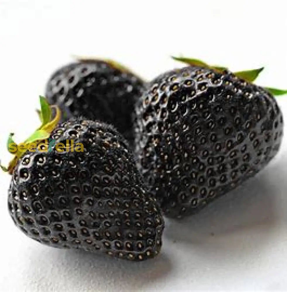 Black Strawberry Fruit Seeds For Planting - Easy To Grow