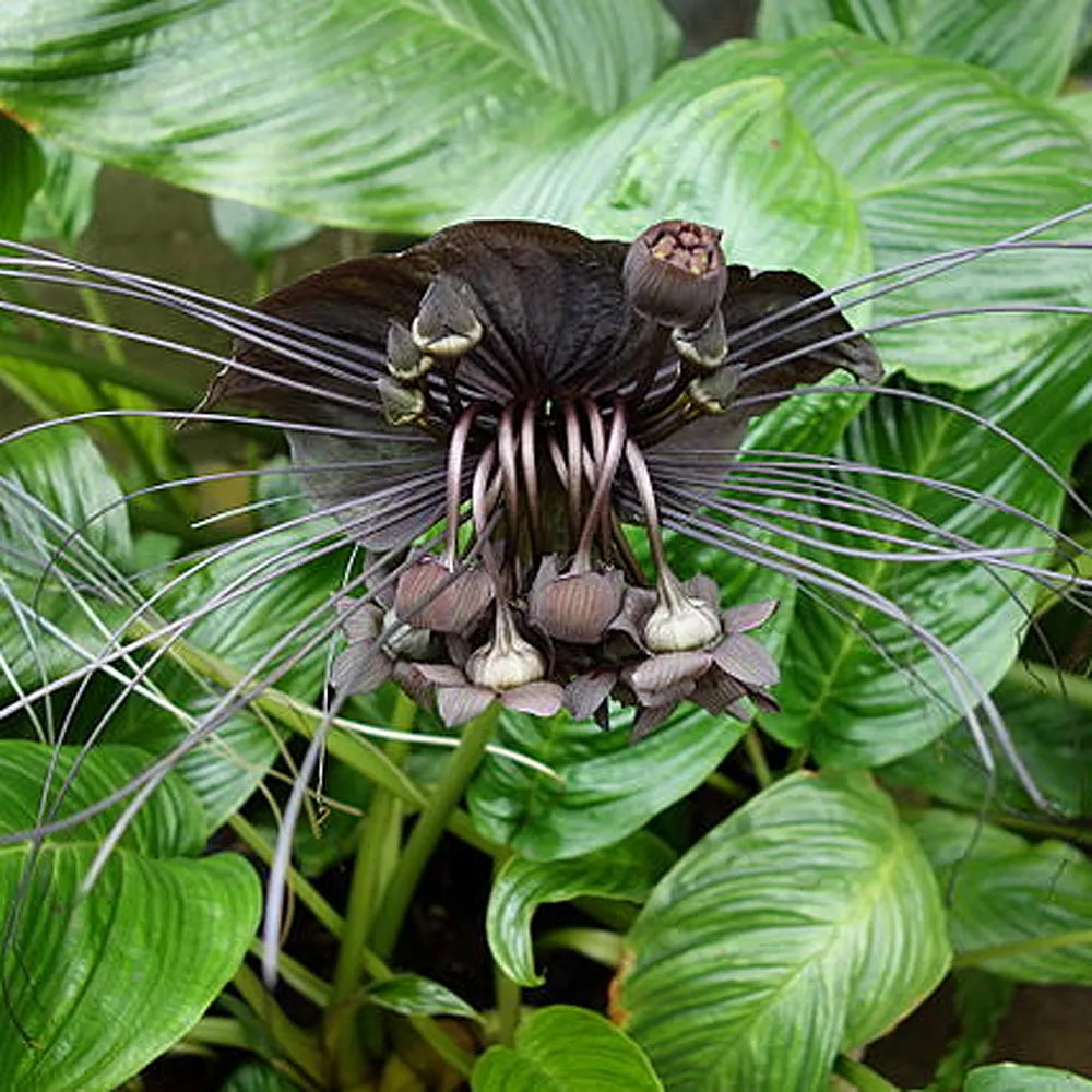 Black Tacca Chanteri Exotic Flower Seeds for Planting