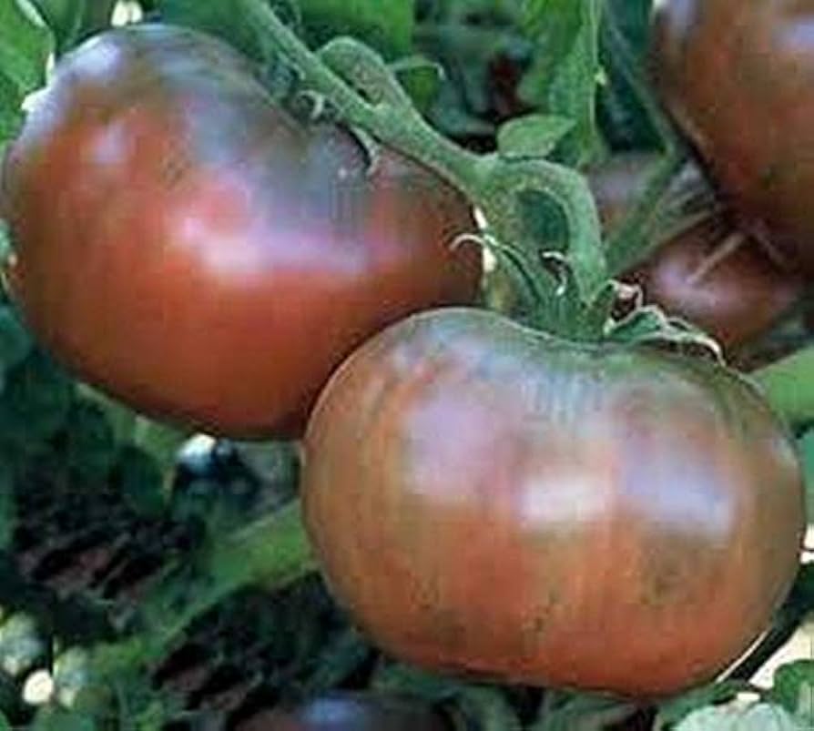 Strong black tomato plants grown from non-GMO seeds