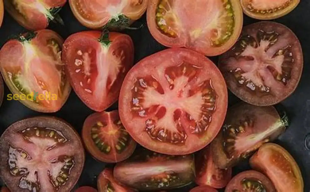 High quality black tomato seeds non GMO