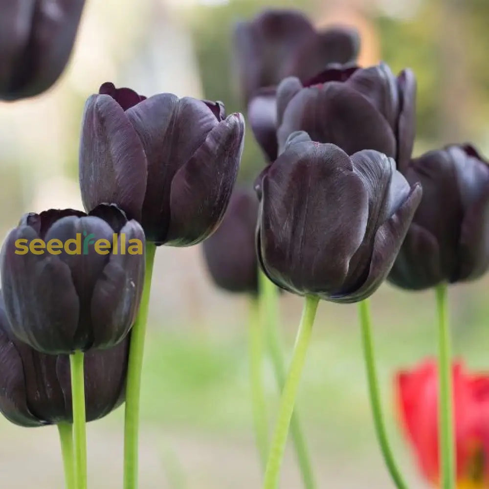 Black Tulip Flower Seeds: Essential Planting Guide